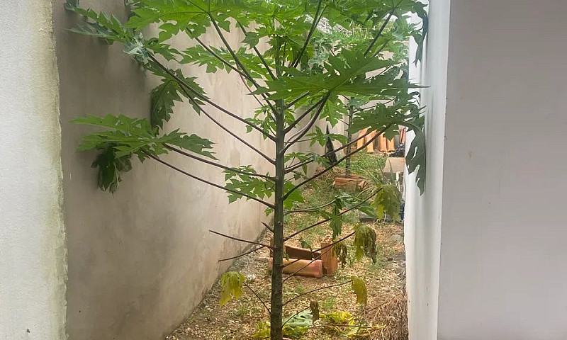 Casa Nova...
