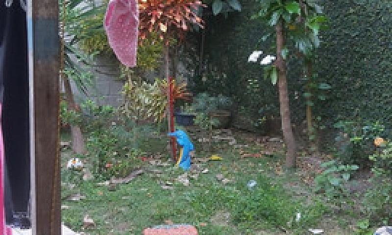Casa Laranjeiras (Co...