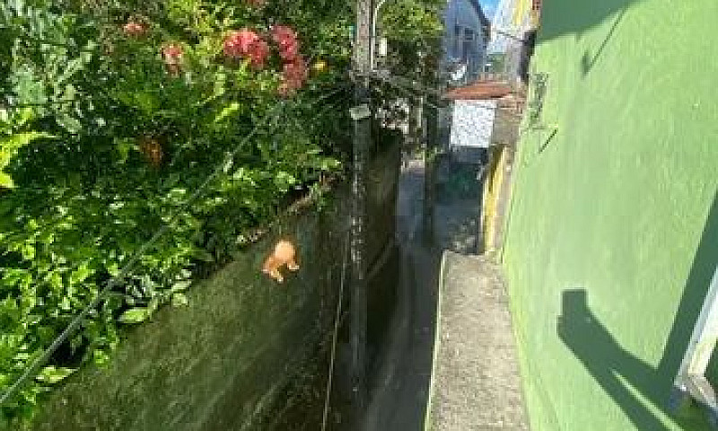 Casa Para Alugar Cam...