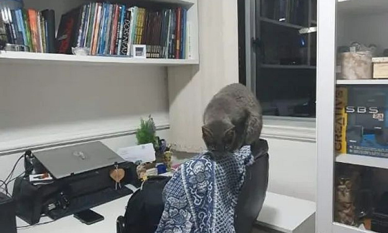 Minimalismo E Pratic...