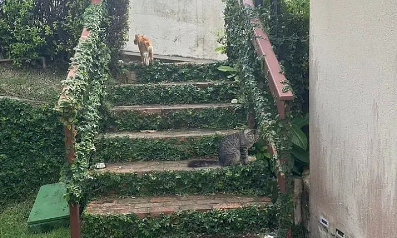 Lucre Na Serra: Casa...