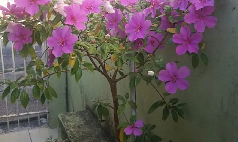 Oportunidade 2 Casas...