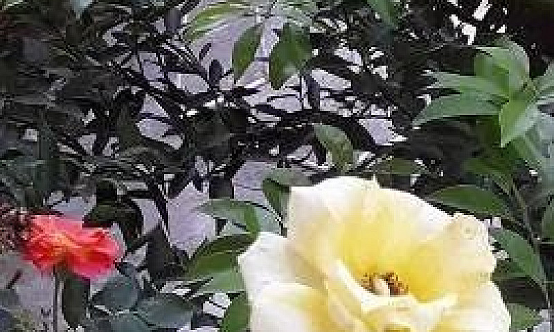 Apto Tipo Casa Vila ...