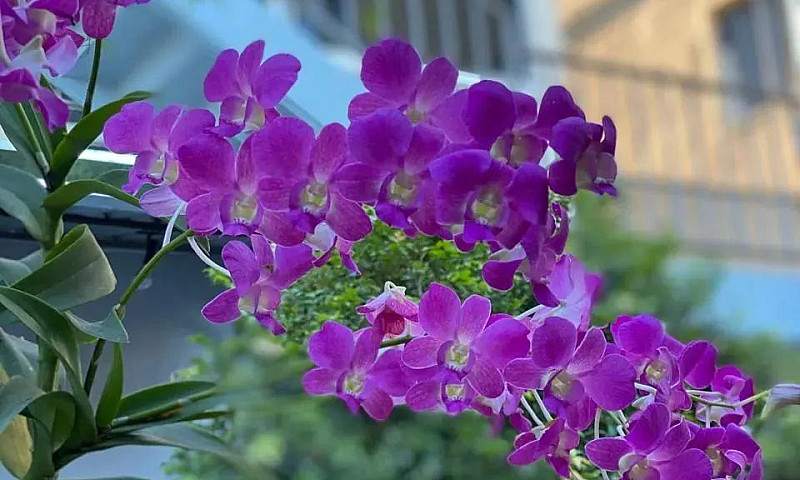 Imóvel Para Aluguel ...