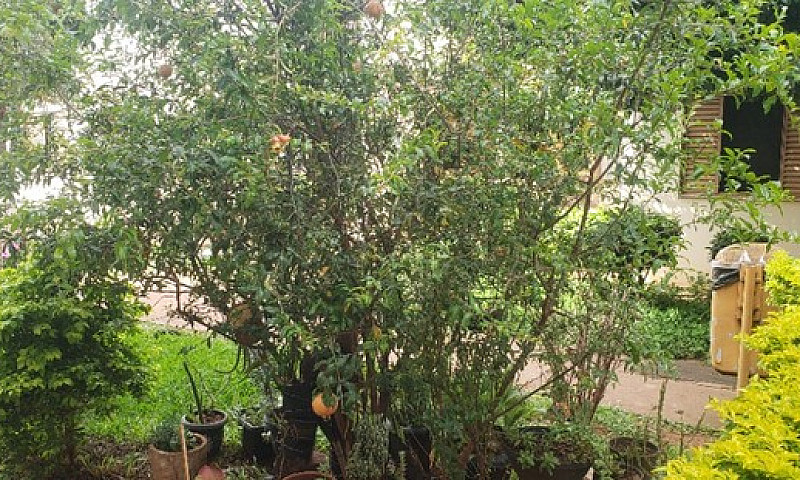 Apartamento Com 03 Q...