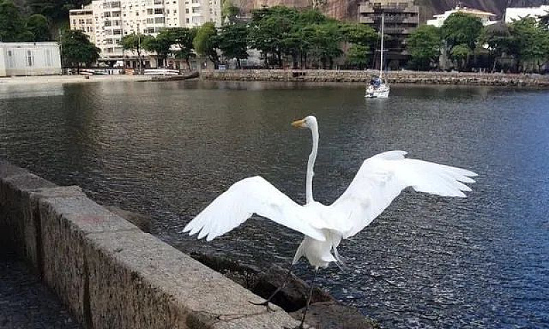 Vc Vai Passar O Carn...