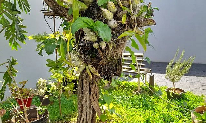 Vendo Casa Jardim Pa...