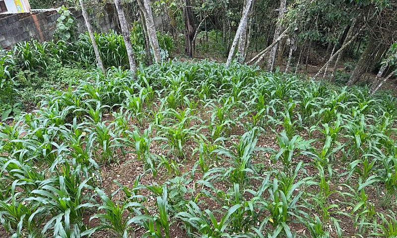 Casa Em Fase De Acab...