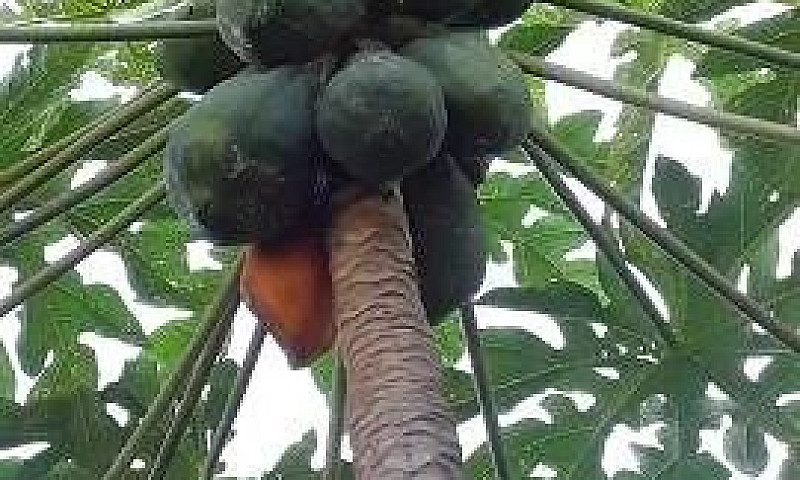 Apto Tipo Casa Vila ...