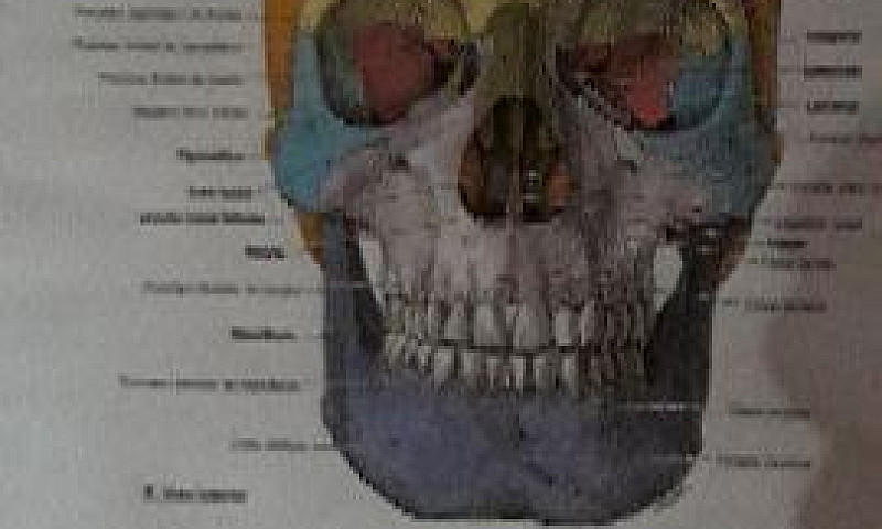 Atlas De Anatomia...