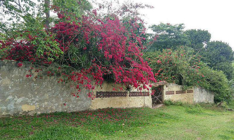 Casa E Natureza Exub...