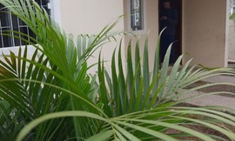 Casa Com 2 Dorm E 55...