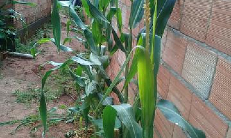 Lote A Venda, Bairro...