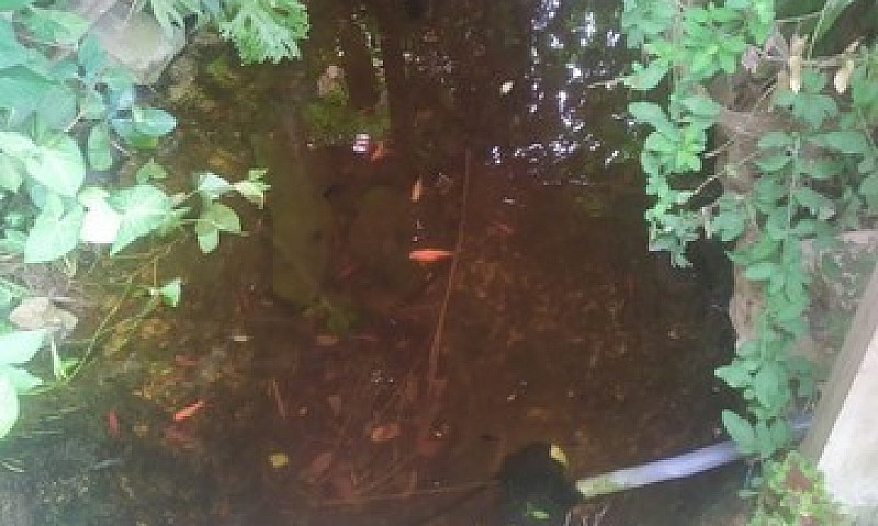 Excelente Casa Em Co...