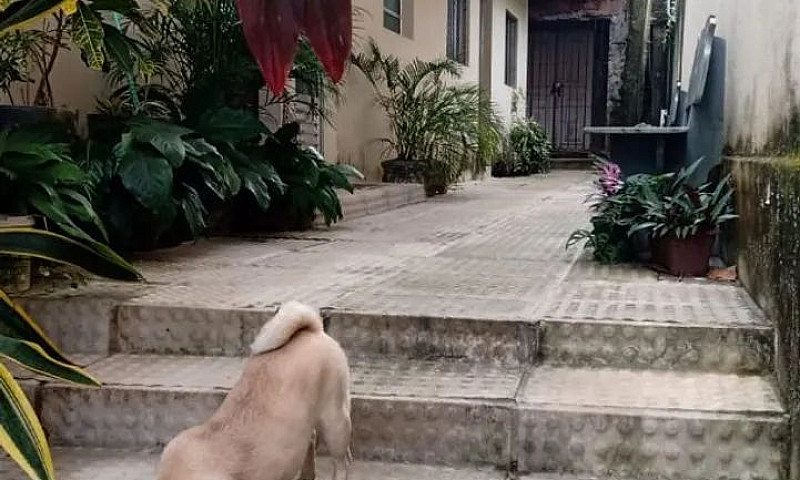 Casa Em Condomínio E...