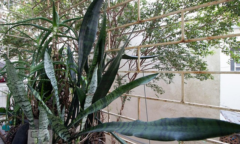 Apartamento Para Alu...