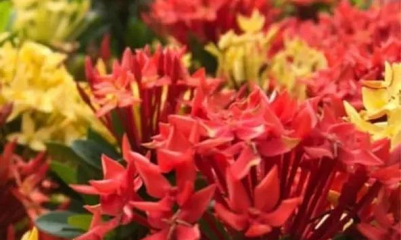 Kitnet, Apartamento ...