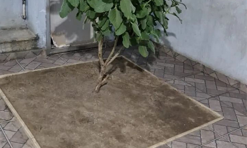 Casa Em Marechal...