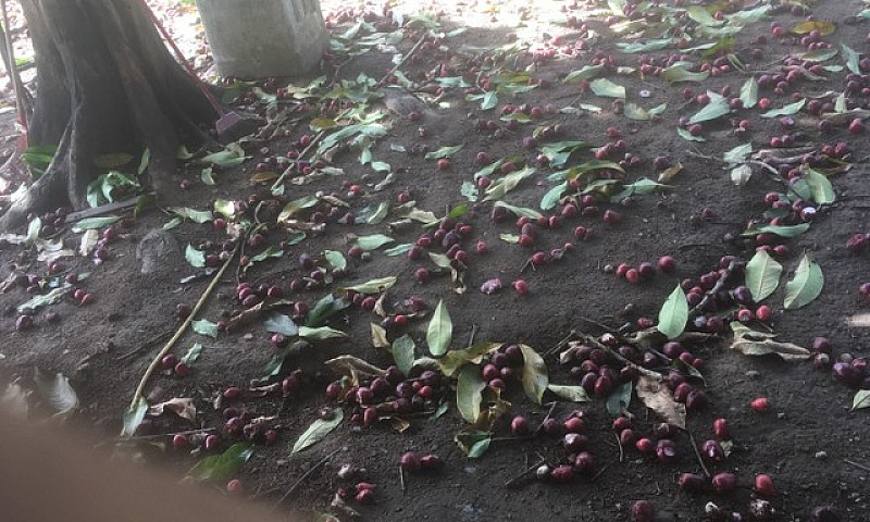 Casa Em Aldeia/ Cond...