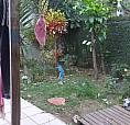 Casa Laranjeiras (Comercial)