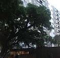 Porto Alegre - Apartamento Padrão - São João