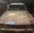 Opala Pé De Burro 78