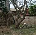Casa Em São Francisco Do Sul 