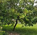Terreno, Praia De Pitangui, Centro, Área De 2718m2, Casa Sede, Rua Calçada