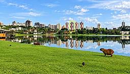 Apartamento Ensolarado Com Vista Inesquecível Para O Parque Barigui