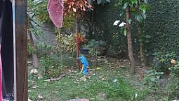Casa Laranjeiras (Comercial)