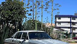 Chevrolet Opala Comodoro/Comod. Sle 4.1/2.5 1987