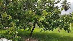 Terreno, Praia De Pitangui, Centro, Área De 2718m2, Casa Sede, Rua Calçada