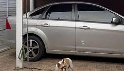 Ford Focus Sedan 1.6/1.6 Flex 8V/16V 4P Mec. 2012