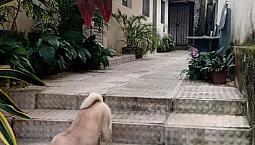 Casa Em Condomínio Em Santo Aleixo